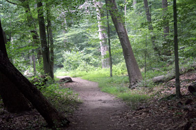 photograph of a forest path near Cynthias house